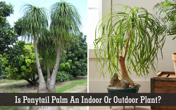 Ponytail Palm Care