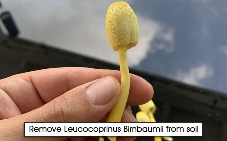 Leucocoprinus Birnbaumii