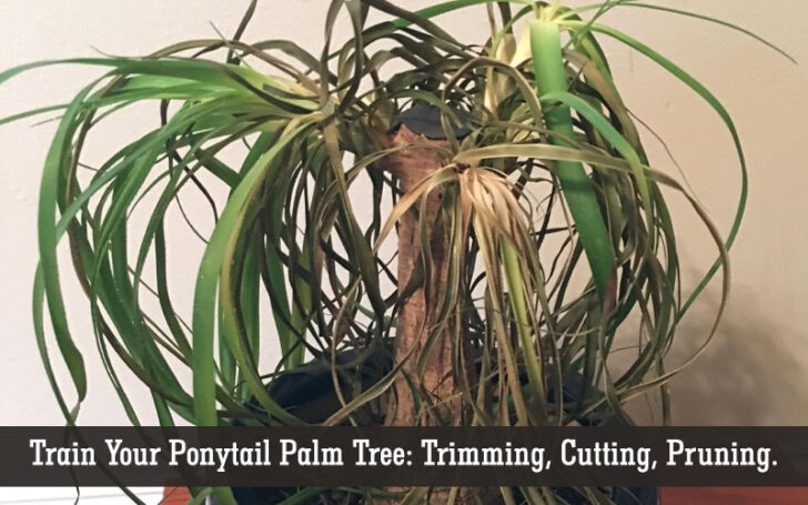 Ponytail Palm Care
