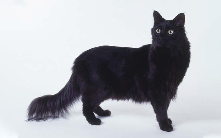 Black Cat Breeds