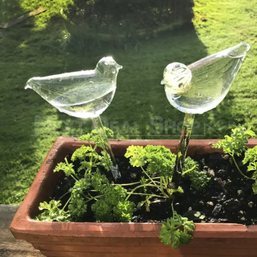 自澆植物玻璃燈泡