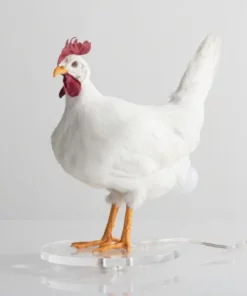 This Taxidermy Chicken Egg Lamp Exists