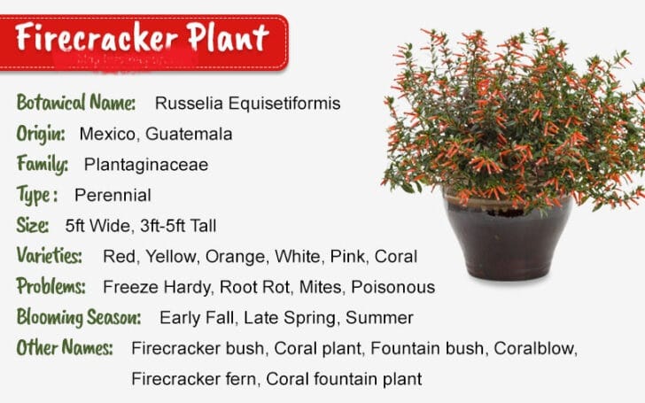 Firecracker Plant
