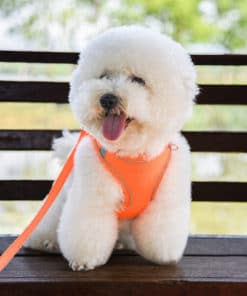 Dog Harness Vest Leash