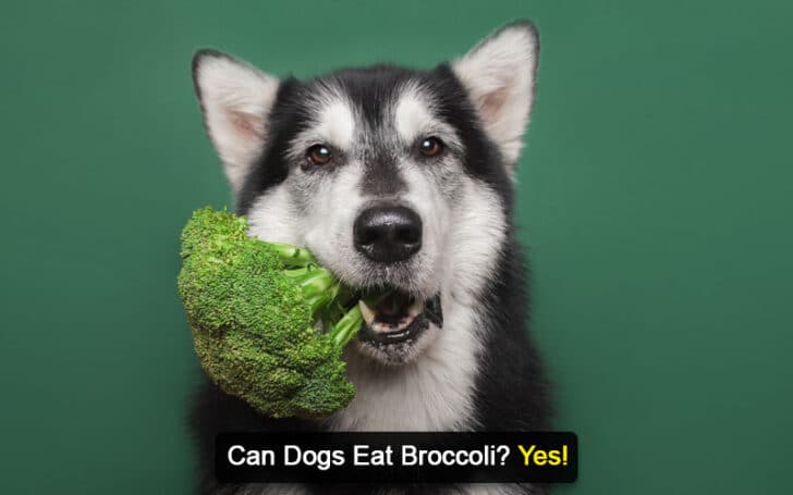 Can Dogs Eat Human Foods