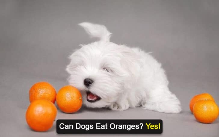 Can Dogs Eat Human Foods