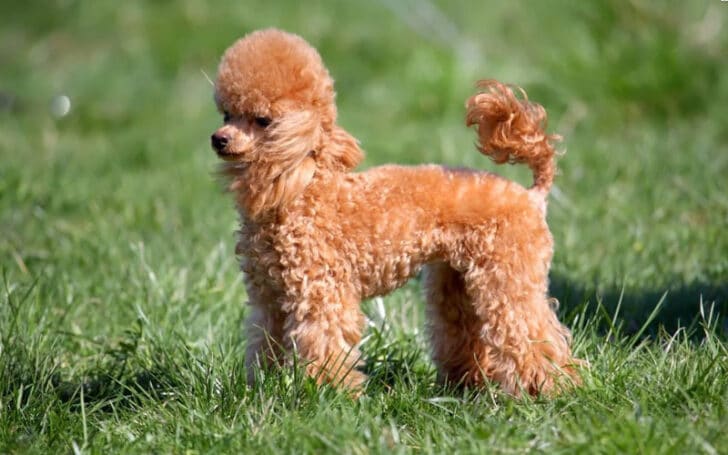 Phantom Poodle