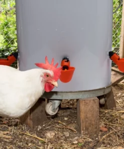 Automatic Chicken Water Cups For Buckets & PVC Pipes