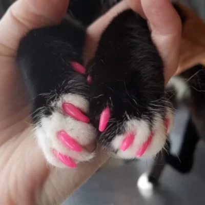 Kitten Claw Nail Cover Caps
