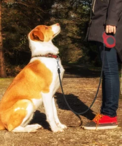 Long Retractable Dog Leash