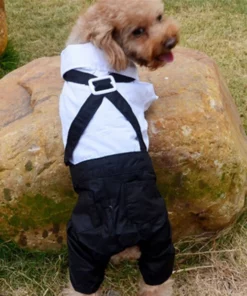 Dog Suit and Bow Tie Outfit