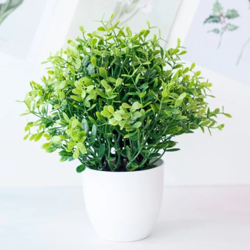Potium Green Bonsai Малки дървесни саксийни растения