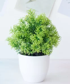 Potium Green Bonsai Small Tree Pot Plants