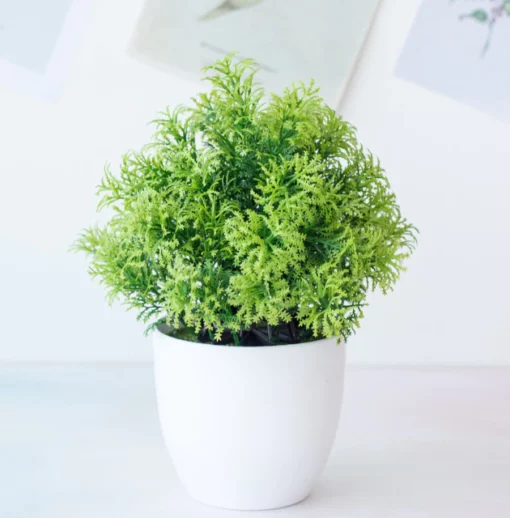 Potium Green Bonsai Малки дървесни саксийни растения