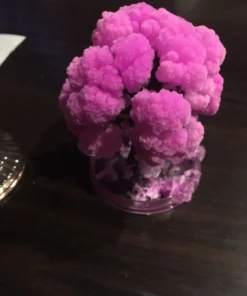 Coleus Bonsai Rainbow Dragon Cherry Blossom