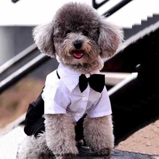 Dog Suit at Bow Tie Outfit
