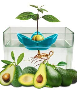 Avocado Tree Planter