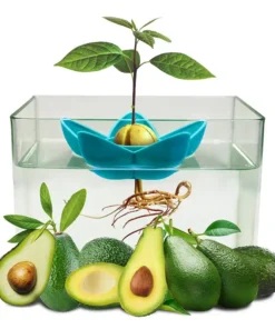 Avocado Tree Planter