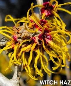 SoliPac Gynecomastia Reduction Ointment