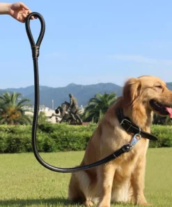 2-in-1 Rolled Leather Dog Collar & Leash