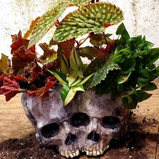 „Shape Resin Skull“ gėlių vazonas
