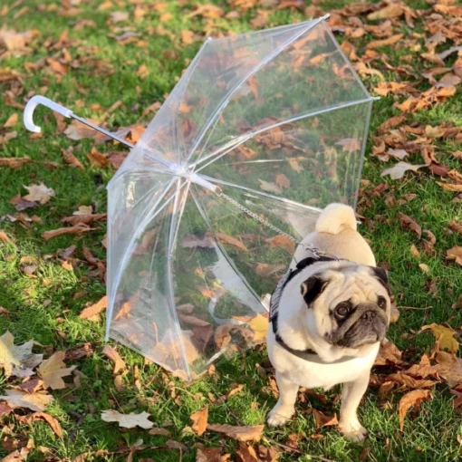 Correa impermeable para perros con paraguas para perros pequeños