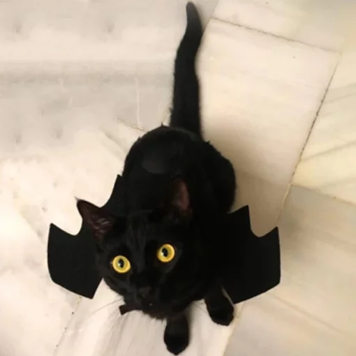 Ailes de chauve-souris chat noir