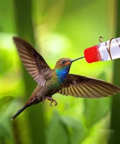 Window Hummingbird Feeder