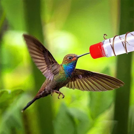 ونڊو Hummingbird فيڊر