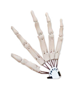 Articulated Fingers