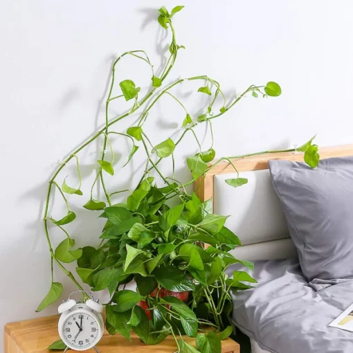 Plant Climbing Wall Fixture for Organizing Vines