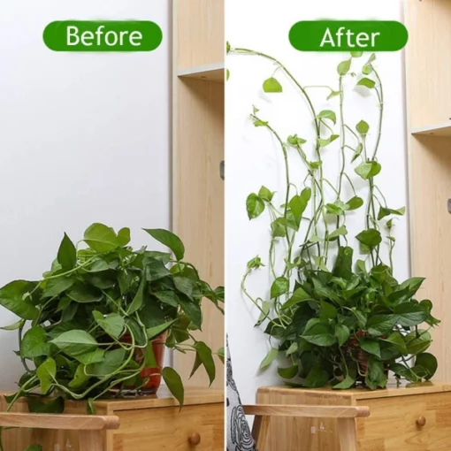 Plant Climbing Wall Fixture For Organizing Vines