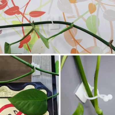Plant Climbing Wall Fixture For Organizing Vines