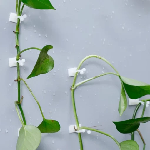 Plant Climbing Wall Fixture for Organizing Vines