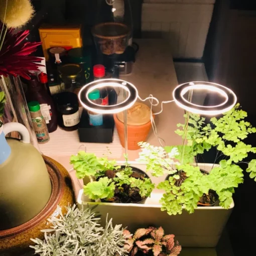 Гајите светла за собне биљке