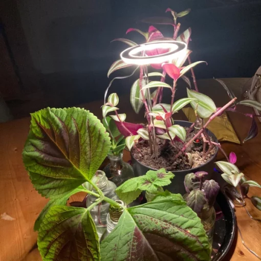 Расте светла за затворен растенија