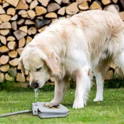 Dog Water Fountain