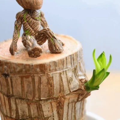 Groot Lucky Brazilwood Hydroponic Plant