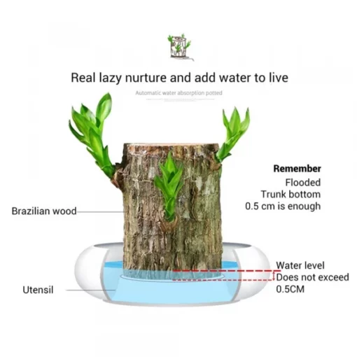 Υδροπονικό φυτό Groot Lucky Brazilwood