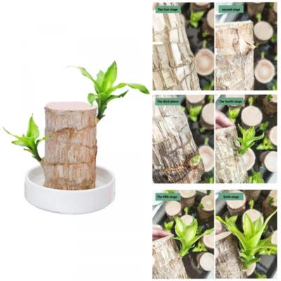Groot Lucky Brazilwood Hydroponic Plant
