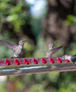 Leak-Proof Hummingbird Water Feeder