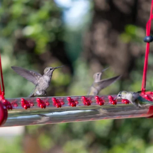 Mangiatore d'acqua per colibri à prova di fuga