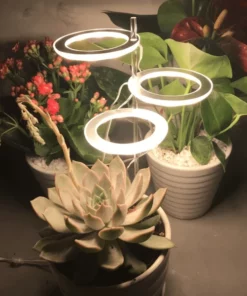 Angel Ring Plant Light