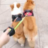 3M Retractable 2 Dog Leash