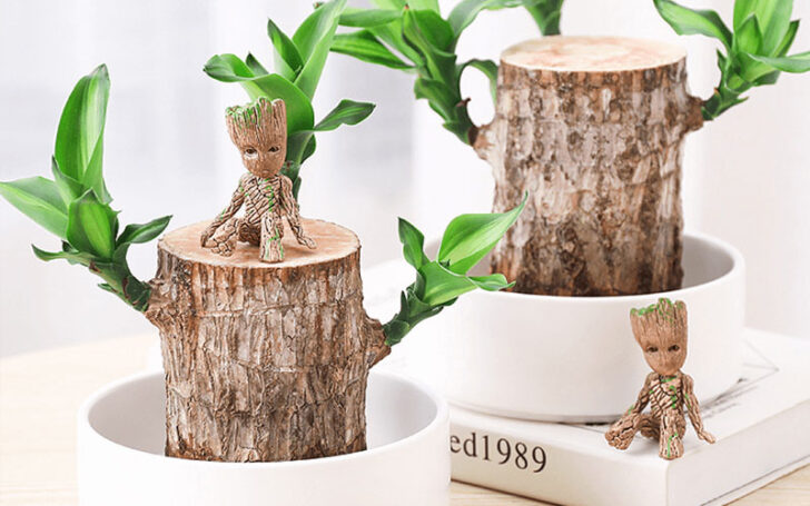 Gifts For Tree Lovers