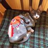 Winter Knitted Cat Clothes