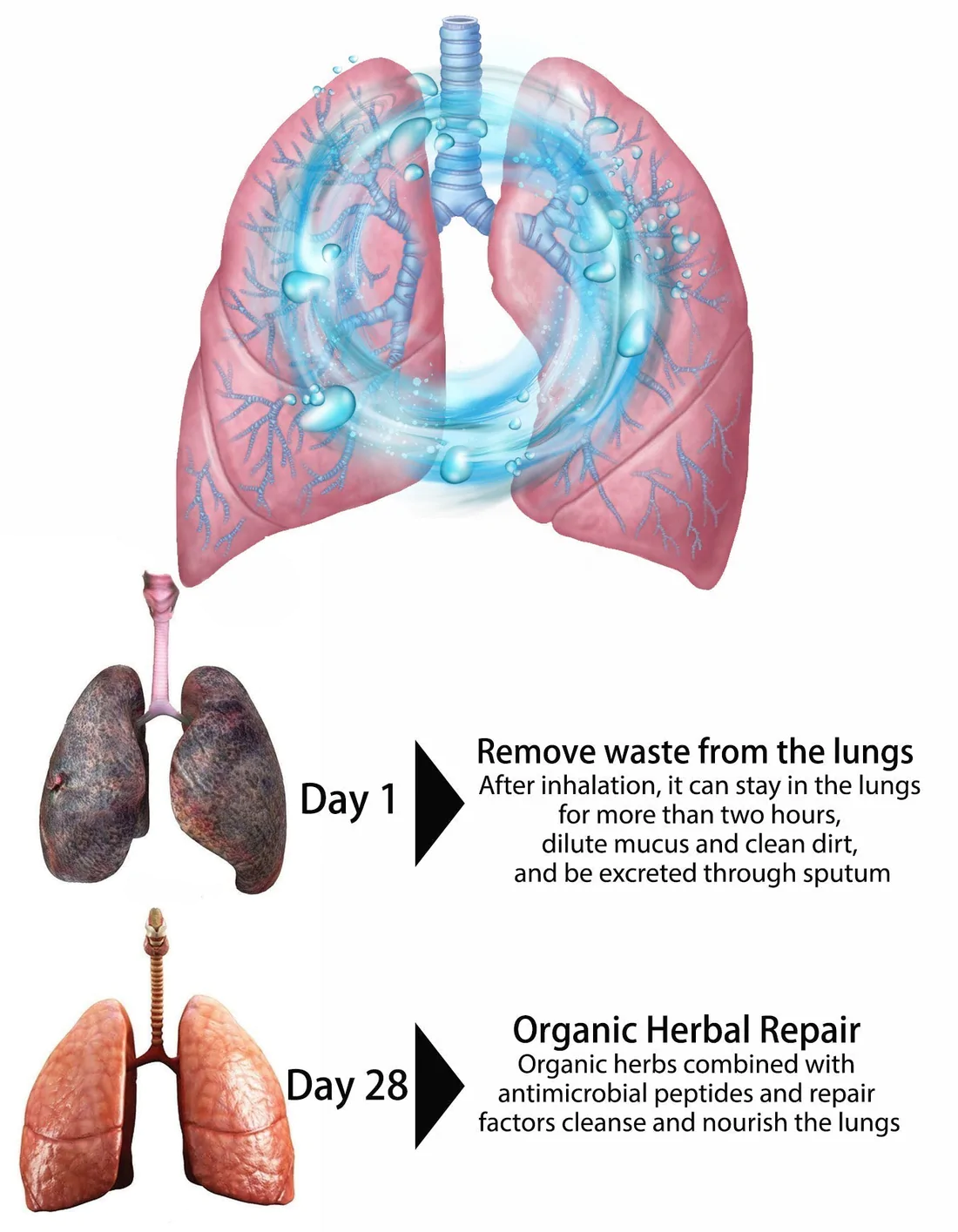 OnNature™ Organic Herbal Lung Cleanse & Repair Nasal Spray PRO(Flash Sale Now) - Image 5