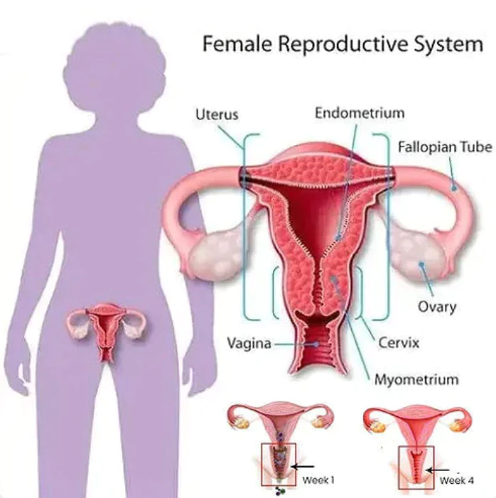 SLIMIYEN ™ Graphene Honeycomb Vaginal Tightening & Body Shaping Briefs - Image 5