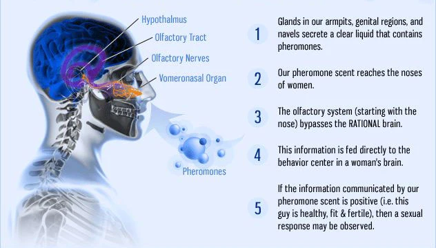 LOVE GARDEN Lure Pheromone Hair Oil - Image 11