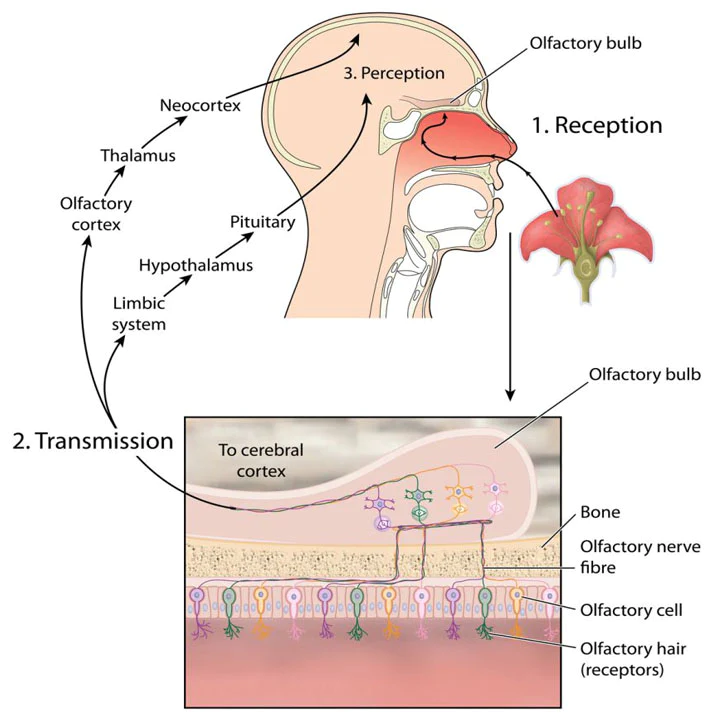 LOVE GARDEN Lure Pheromone Hair Oil - Image 12